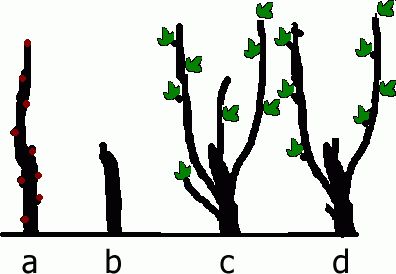 Sznur Guyota - 1 rok