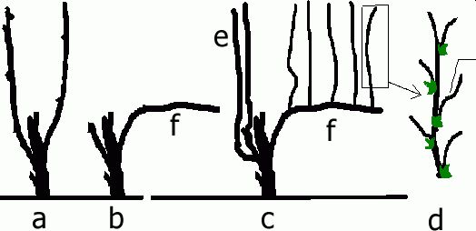 Sznur Guyota - 2 rok