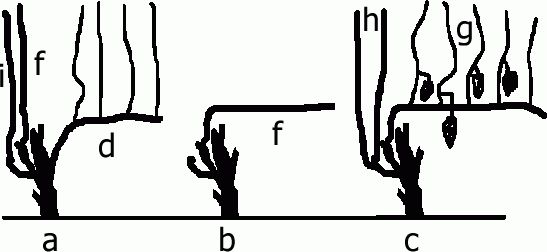 Sznur Guyota - 3 rok